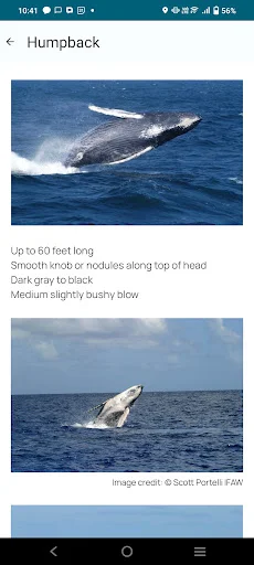 Whale Alert অ্যাপ ডাউনলোড করুন – তিমির অবস্থান ও সুরক্ষা - Screenshot 2