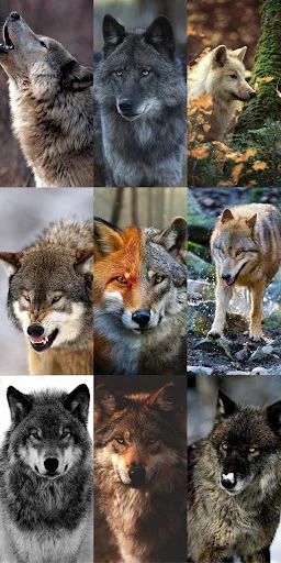 Wolf Wallpaper HD ডাউনলোড করুন – সেরা নেকড়ে ওয়ালপেপার ফ্রি - Screenshot 22