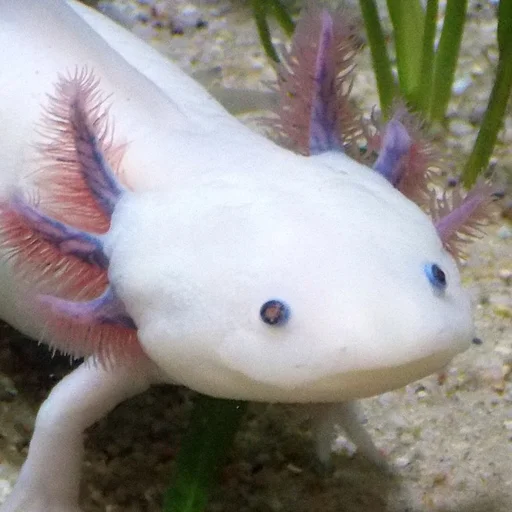 Axolotl Pet ডাউনলোড করুন – আপনার নিজের কিউট ভার্চুয়াল পেট পালন করুন