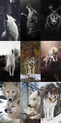 Wolf Wallpaper HD ডাউনলোড করুন – সেরা নেকড়ে ওয়ালপেপার ফ্রি - Screenshot 15