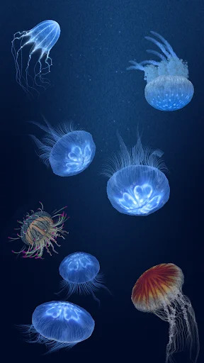 Jellyfish Heaven ডাউনলোড করুন – রিলাক্সিং জেলিফিশ অ্যানিমেশন - Screenshot 1