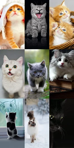 Cute Cat Wallpapers ডাউনলোড করুন – সেরা কিউট বিড়ালের ওয়ালপেপার - Screenshot 15