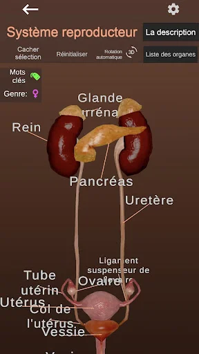 Internal Organs in 3D Anatomy ডাউনলোড করুন – সেরা অ্যানাটমি অ্যাপ - Screenshot 6