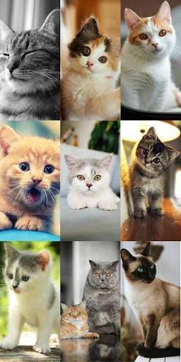 Cute Cat Wallpapers ডাউনলোড করুন – সেরা কিউট বিড়ালের ওয়ালপেপার - Screenshot 4