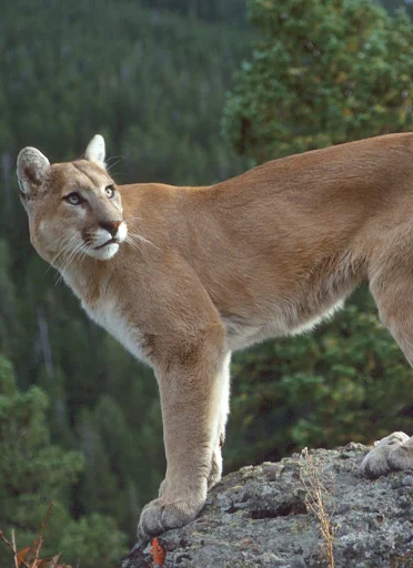 Cougar and Mountain Lion Sound ডাউনলোড করুন – সেরা সাউন্ড ক্লিপস - Screenshot 1