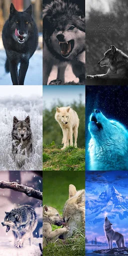 Wolf Wallpaper HD ডাউনলোড করুন – সেরা নেকড়ে ওয়ালপেপার ফ্রি - Screenshot 20