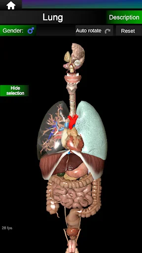 Internal Organs in 3D Anatomy ডাউনলোড করুন – সেরা অ্যানাটমি অ্যাপ - Screenshot 10